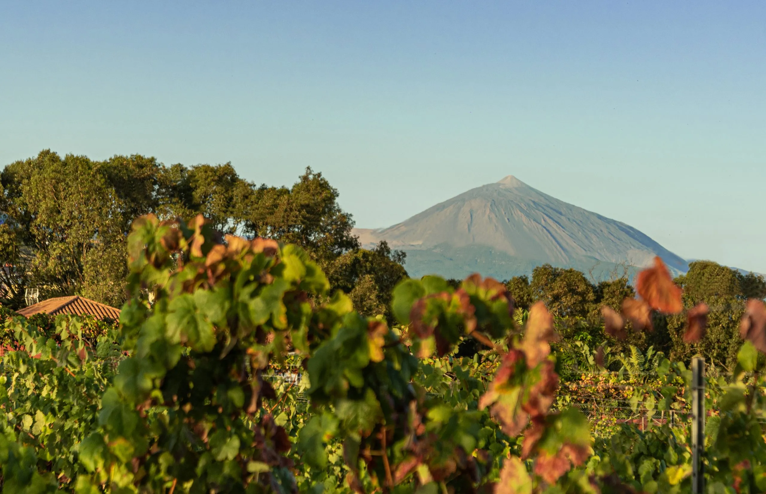 Viñedo de Winery Burgmann en Tacoronte, Tenerife: hojas de vid verdes y rojizas en primer plano, árboles al fondo y el volcán Teide recortado contra un cielo azul claro.