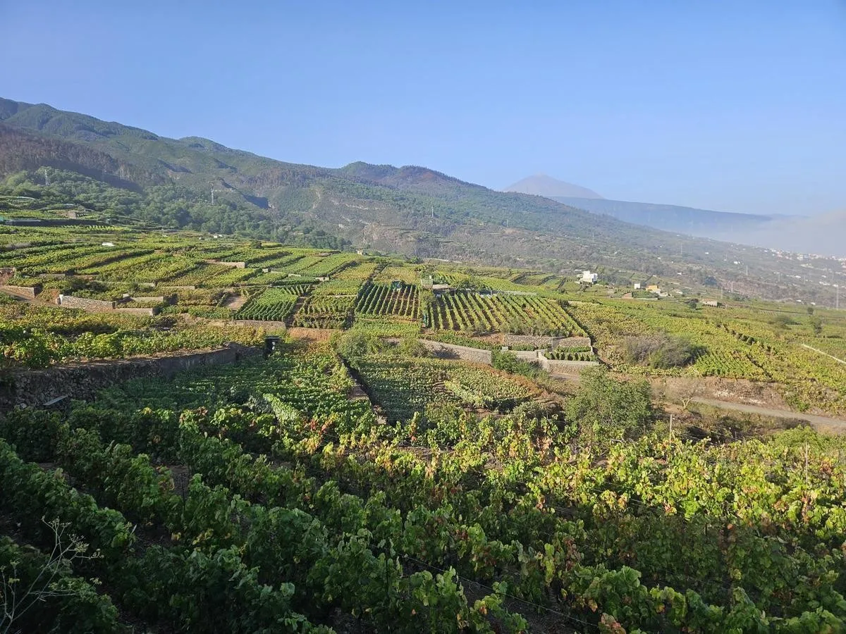 Viñedos en terrazas en el norte de Tenerife, con muros de piedra entre parcelas, cepas verdes en primer plano y el Teide al fondo bajo un cielo despejado.